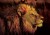 folia-zlota-lion.jpg